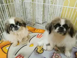 Jual Mini Partycolor Pekingese Jantan dan Betina