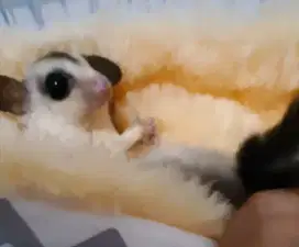 Sugar glider betina