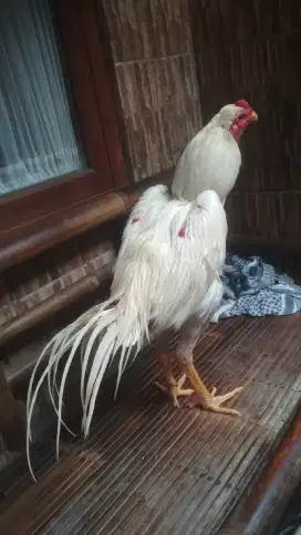 Ayam bangkok putih polos