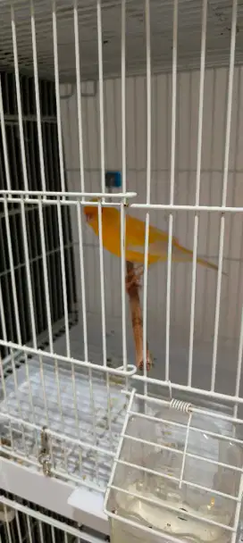 Burung kenari AF Gacoran Gacor Kuning panjang