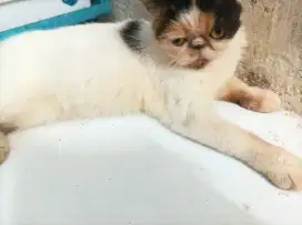 Kucing Peaknose Exotic betina