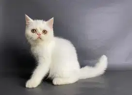 Persia Jantan Putih Shorthair