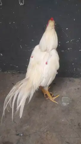 Ayam bangkok putih bersih lagi dorong ekor