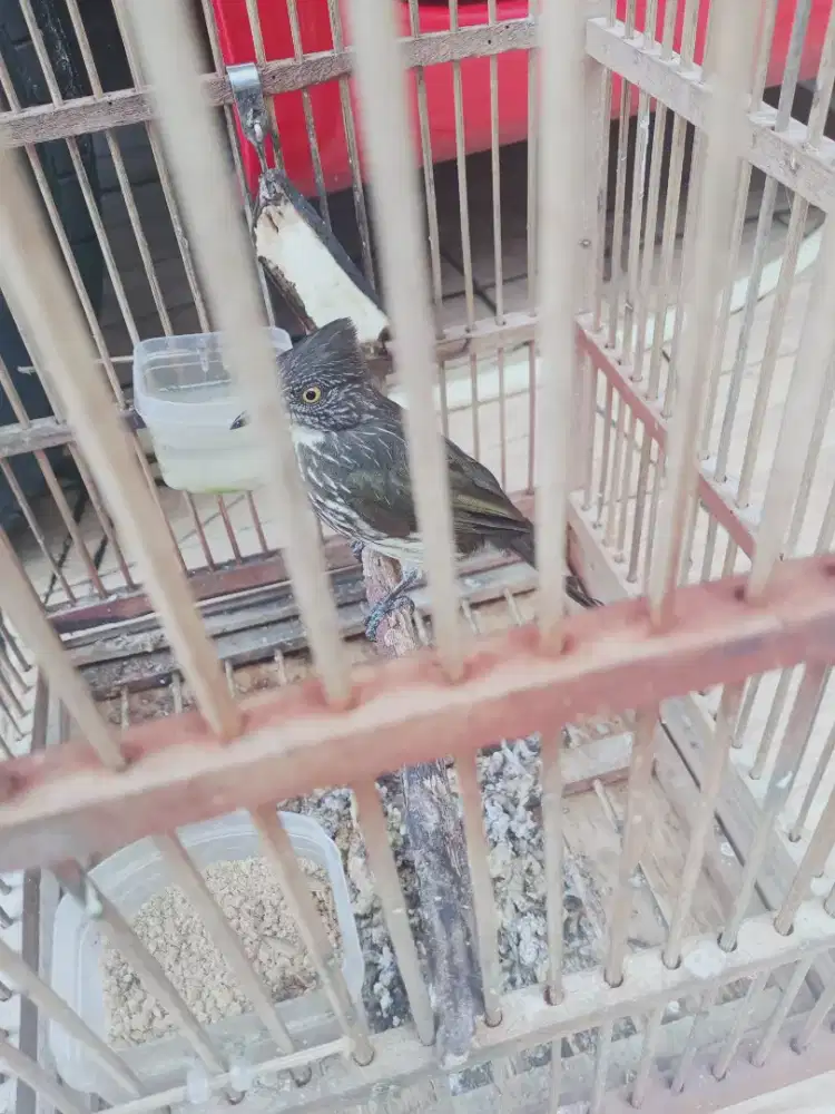 Jual burung cak kelinci sdh bunyi