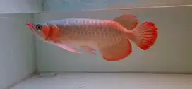 Arowana super red 38-40cm