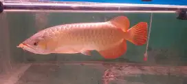 Arowana super red 42-43cm