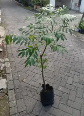 Bibit Pohon Kedondong Bangkok