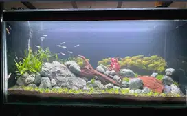 Dijual Aquarium ex ikan arwana