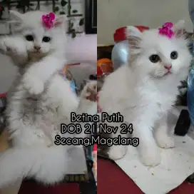 Kucing Persia Medium Betina Putih