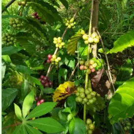 Dijual tanah darat include tanaman kopi dan kapol