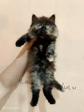 Kucing Ras Persia Anggora Medan