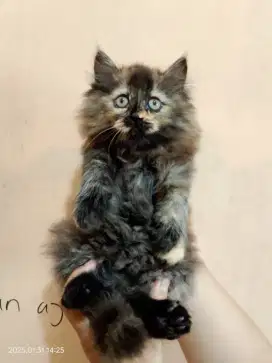 Kucing Ras Persia Anggora