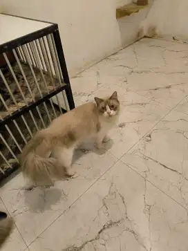 Kucing Ragdol Jantan