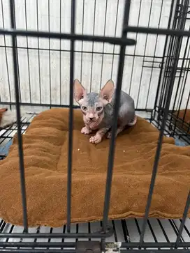 Kucing Sphynx non ped