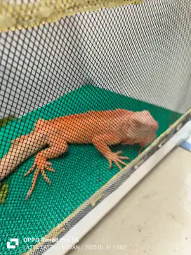 Iguana Super Red Albino mewah menyala