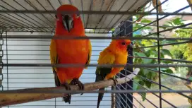 Sun Conure 2 ekor usia remaja