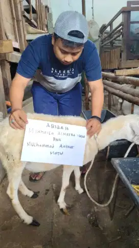 Kambing Domba Siap Kurban