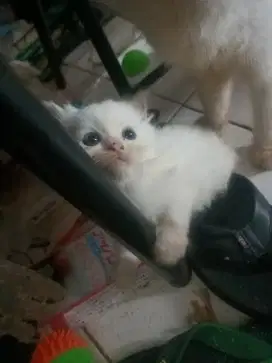 Kitten imut putih