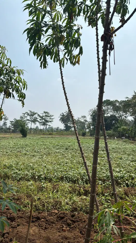 Investasi Tanah Sawah Strategis! Perumahan, Harga Naik Cepat