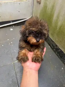 Toy Poodle Stambum - Puppy Phantom, Choco Tan, Brindle Lokasi BSD