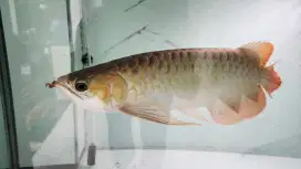 ARWANA SUPER RED