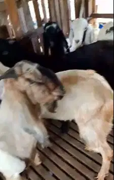 10 ekor kambing jantan 1 tahunan TB 70-75cm siap kurban 2025 jamin top