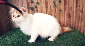 Persia peaknose