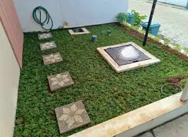 Rumput taman hijau gajah mini