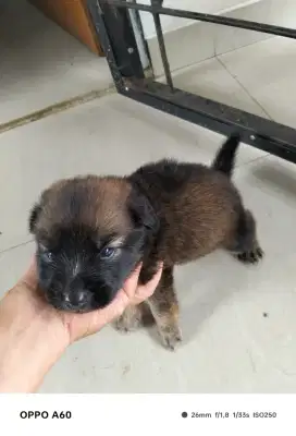 Anak anjing umur 2 bulan ras campuran