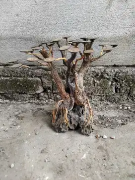 Bonsai aquascape aquarium