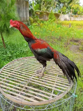 Ayam Bangkok Full Ubed sembang