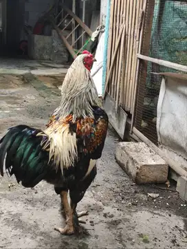 Ayam Jantan Brahma siap Reproduksi