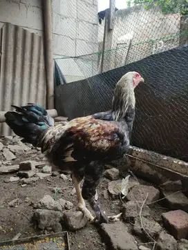 Ayam Brahma muda