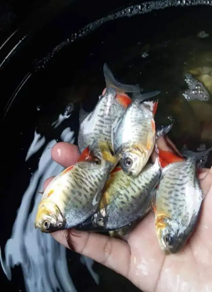 Jual bibit ikan bawal berkwalitas