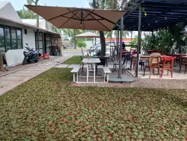Rumput gajah mini