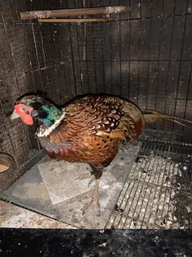Ayam ringneck jantan