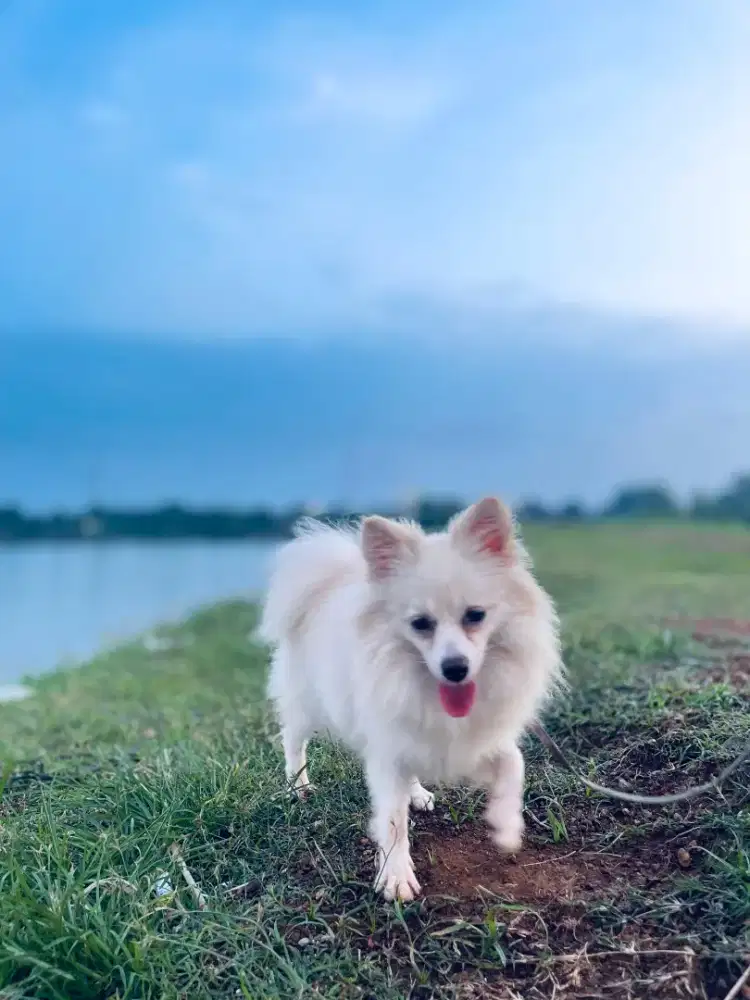 jual anjing Pomeranian