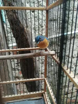Burung binbin gunung