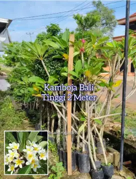 Kamboja Bali Tinggi 2 Meter an