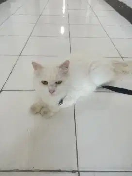 White mommy cat miki
