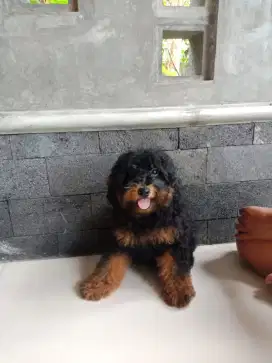 Puppy poodle 5 bulan