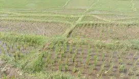 JUAL CEPAT SAWAH TANAH