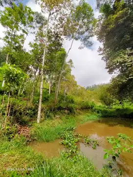 Dijual Tanah cocok untuk kebun ada mata Air di Ciwidey