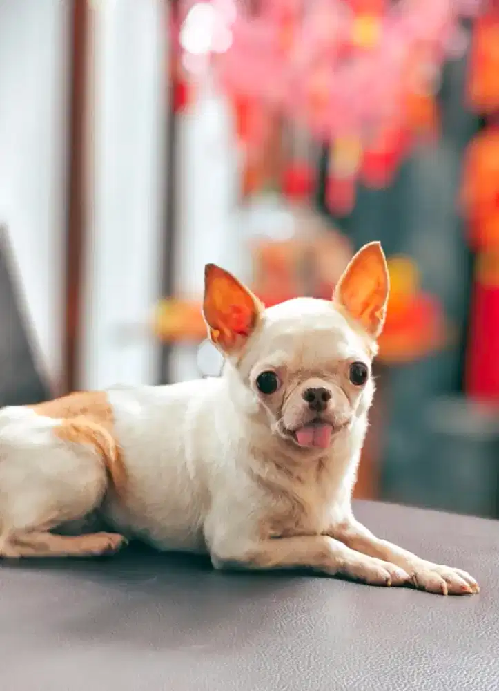 Pembantu nginap PRT ART HARUS NGINAP PENGALAMAN