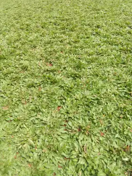 Tukang taman rumput gajah mini