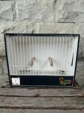 Tempat Kontes Lovebird
