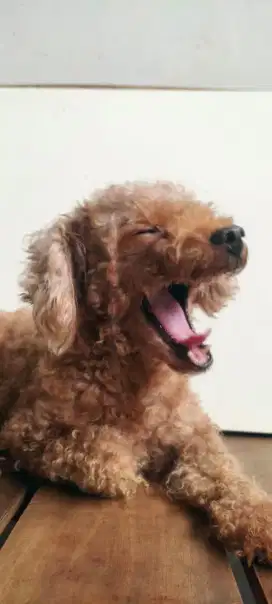 Dijual Poodle Stambum Betina STB Microchip Anjing