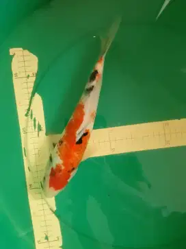 Ikan koi jenis Showa 30cm Murah Meriah