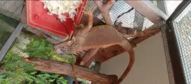 red iguana size medium