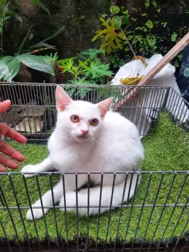 Kucing persia short hair putih